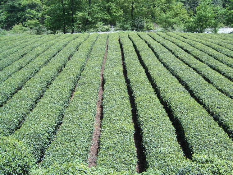 隴南文縣茶葉