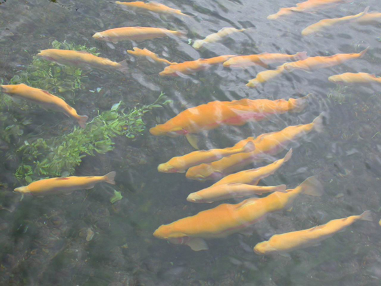 金昌特產——驪靬金鱒魚