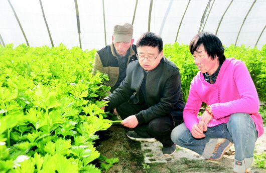 定西：防疫生產兩不誤蔬菜大棚春意濃