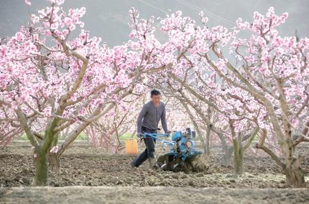 隴南武都區：春暖花開勞作忙（圖）