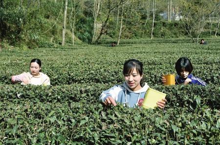 隴南：春光美 茶飄香