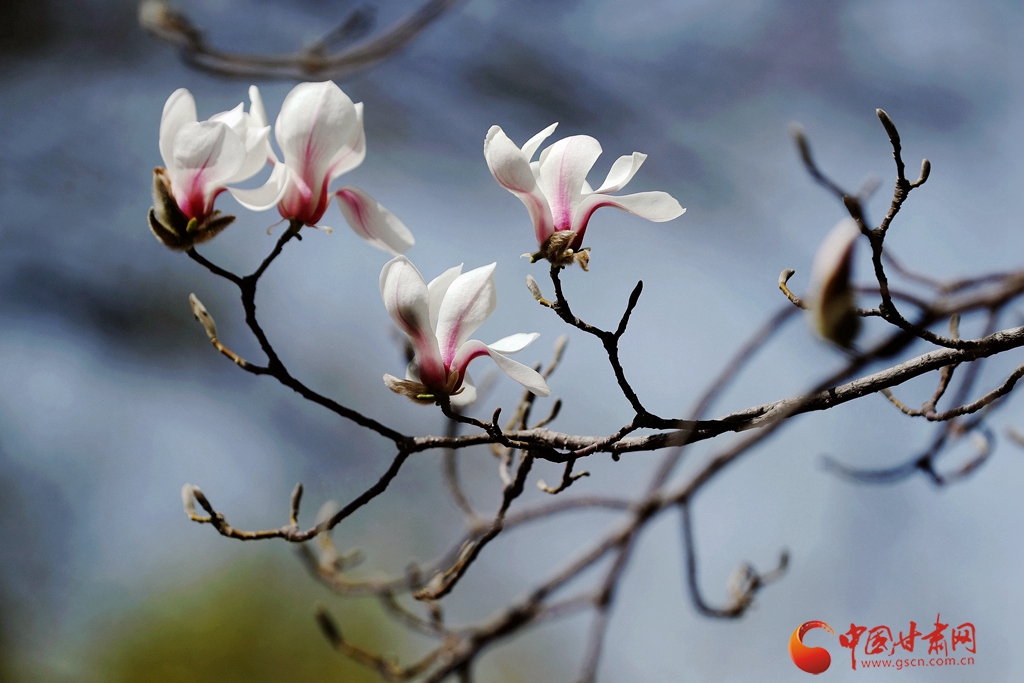 賞花季| 蘭州五泉山：新綠拂面醉春風 玉蘭花開又一年