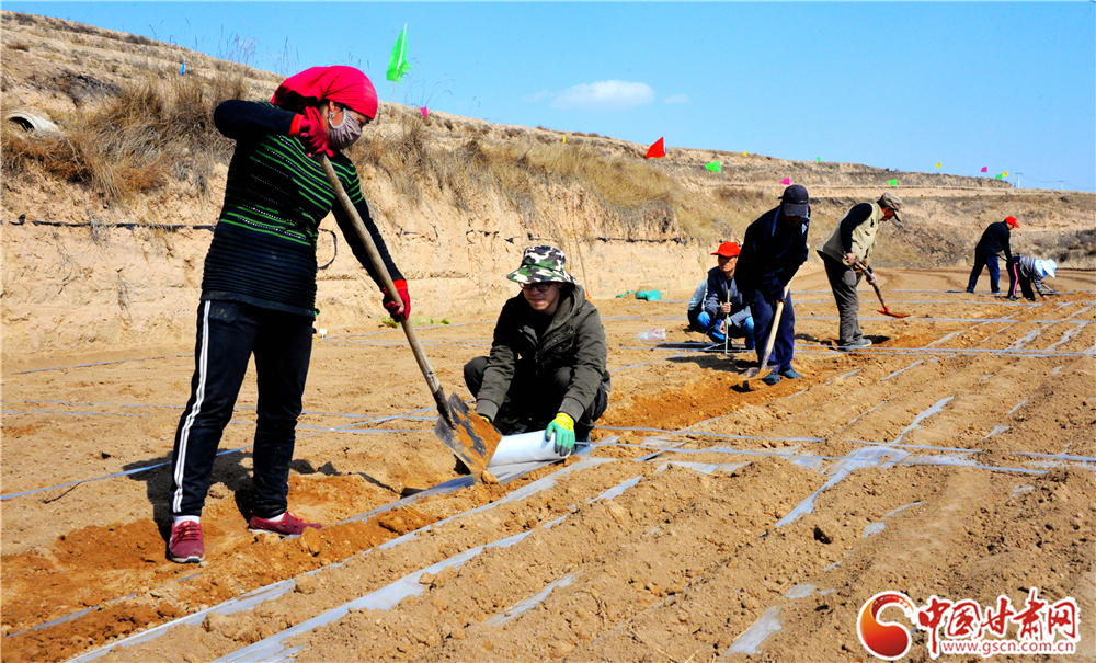 隴西縣多措并舉推進2萬畝中藥材綠色標準化藥源基地建設(shè)（圖）