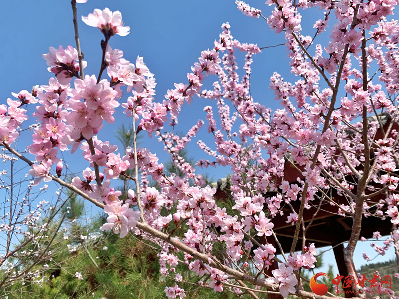 蘭州安寧：北山桃花美景醉游人（圖）