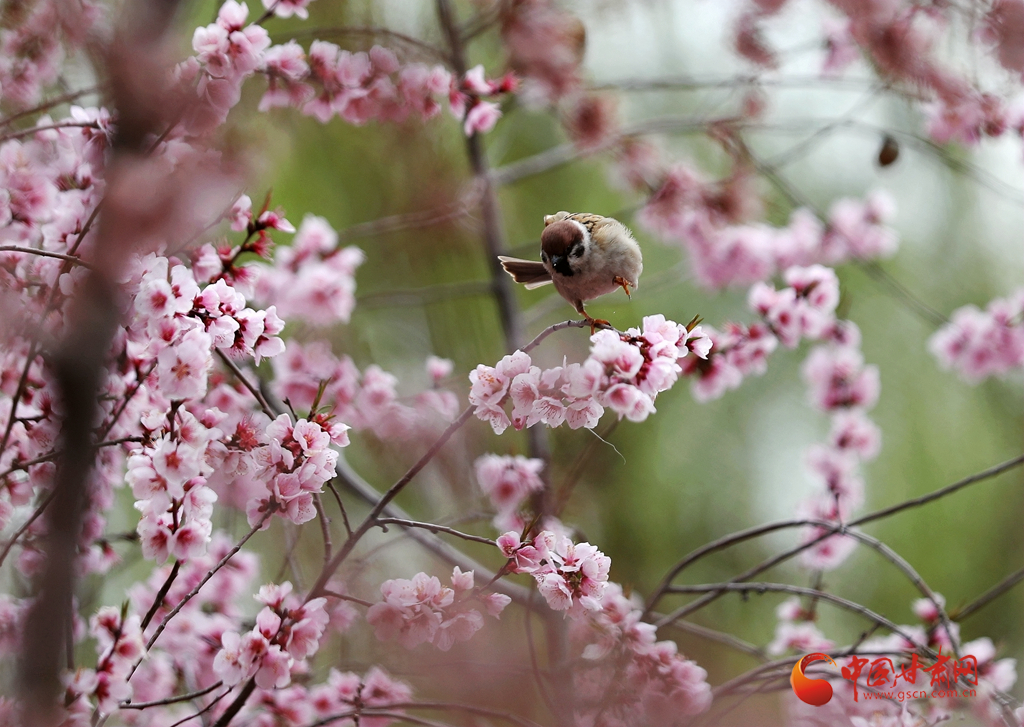 賞花季|蘭州銀灘濕地公園：黃河之濱花盛開 湖畔水暖春意鬧