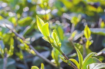 隴南李子壩 一盞清茗等君來（圖）