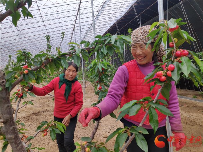 【甘肅省決戰(zhàn)決勝脫貧攻堅(jiān)】櫻桃紅了 天水甘谷農(nóng)民日子美了