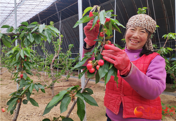 【甘肅省決戰決勝脫貧攻堅】櫻桃紅了 天水甘谷農民日子美了