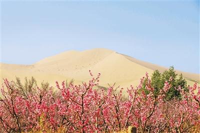 鳴沙山下桃花開 鄉村振興畫卷美