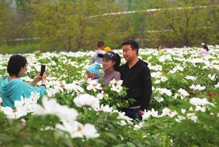 隴南成縣西狹頌景區沿線油用牡丹爭相綻放