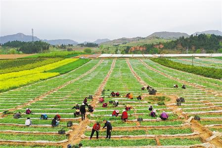 隴南成縣陳院鎮(zhèn)白馬寺村群眾對(duì)萬壽菊苗進(jìn)行移植