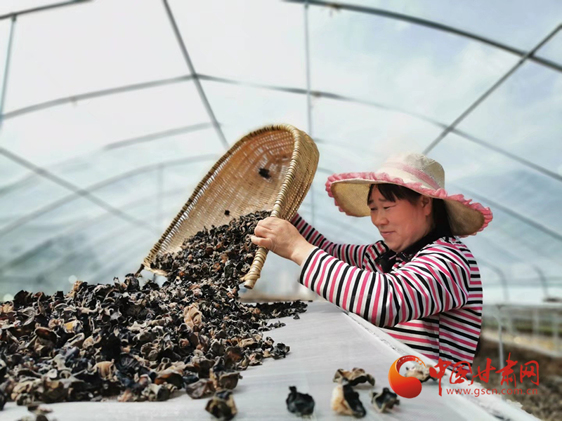 康縣：木耳菌袋結出脫貧致富的“幸福花”