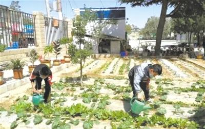 蘭州五星坪小學：校園“開心農場” 體驗種植快樂