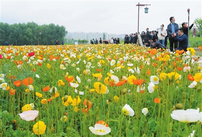 劉家峽鎮(zhèn)黃河花堤游客賞花游玩