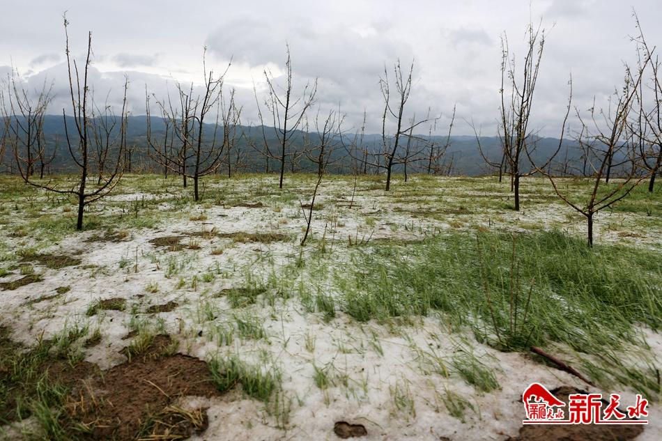 王銳在秦州區調研雹災情況 現場指導抗災救災工作