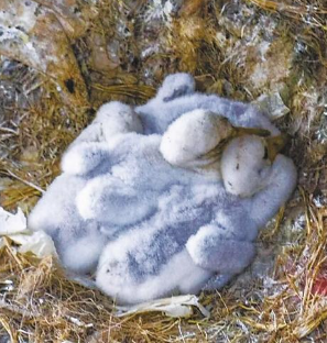 瓜州境內首次發現 瀕危珍禽黑鸛 野外巢穴和雛鳥