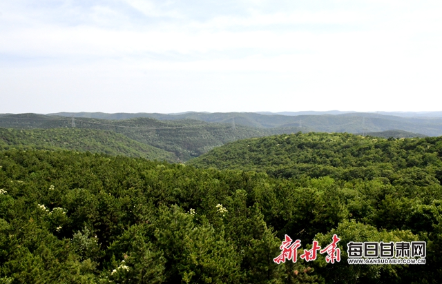 【甘肅生態環保媒體行】子午嶺深處，一家三代人用生命守護黃土高原的“天然生態屏障”