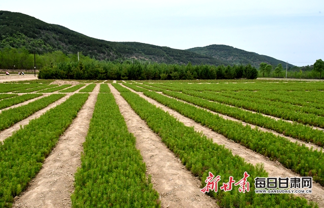 【甘肅生態環保媒體行】華池縣大鳳川林場：苗木繁育鼓起山區群眾錢袋子