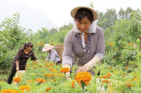 隴南成縣：萬壽菊進入采摘季（圖）