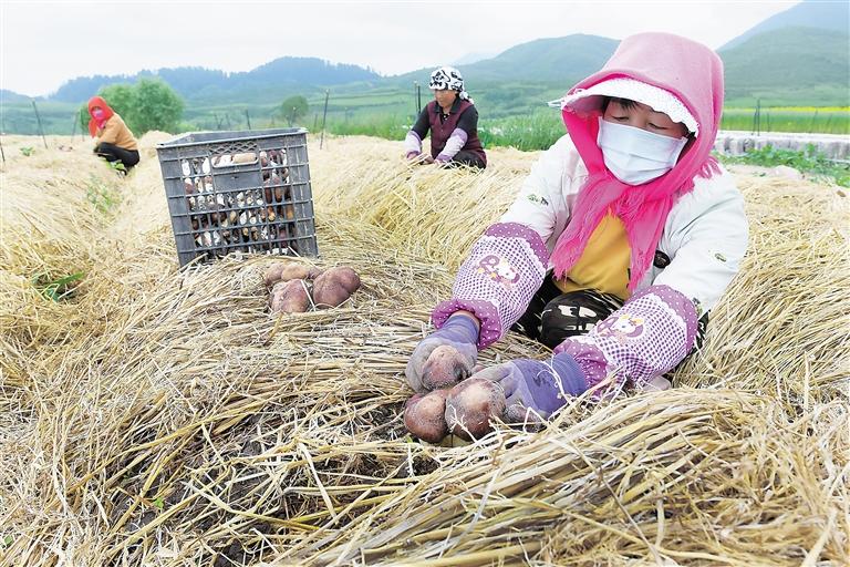 臨夏州松鳴鎮狼土泉村群眾正在采收赤松茸