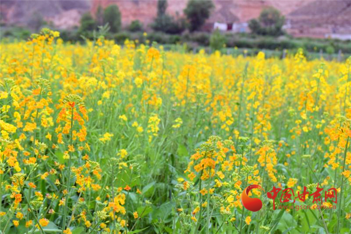 來！賞橙色油菜花海 贊永登鄉村新顏