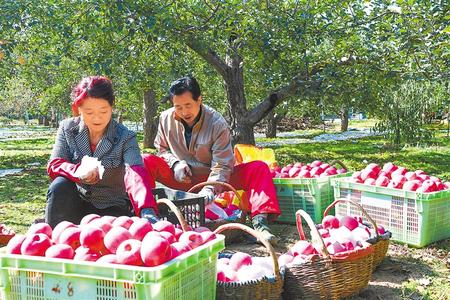 甘肅推動實施“六大特色農業產業”精準脫貧追蹤報道之果產業 枝頭結滿“致富果”