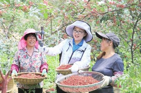 隴南武都：百萬畝花椒豐收 直播銷售助農增收