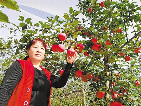 【走向我們的小康生活】馮巧葉，“大家一起過好日子”