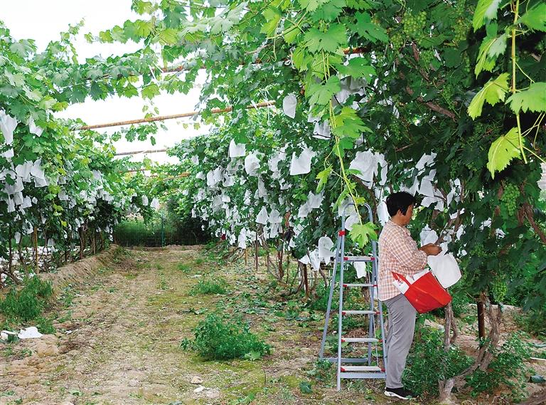 永靖縣劉家峽鎮紅柳村因地制宜發展葡萄等特色產業