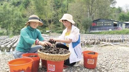 隴南宕昌好梯鄉：“網紅”助力災后農業生產恢復