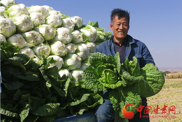 靖遠：秋菜收 菜農樂