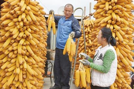 隴南西和縣西峪鎮上坪村：農家曬秋忙