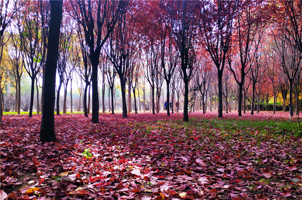 【“醉”美深秋 】深秋，請到蘭州這片紅葉林里走走