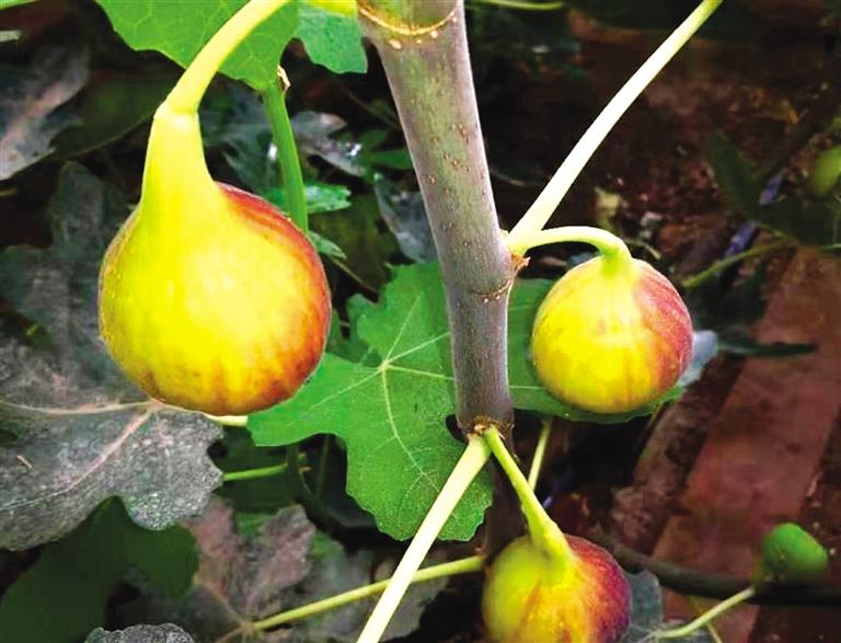 無花果在民勤引種成功