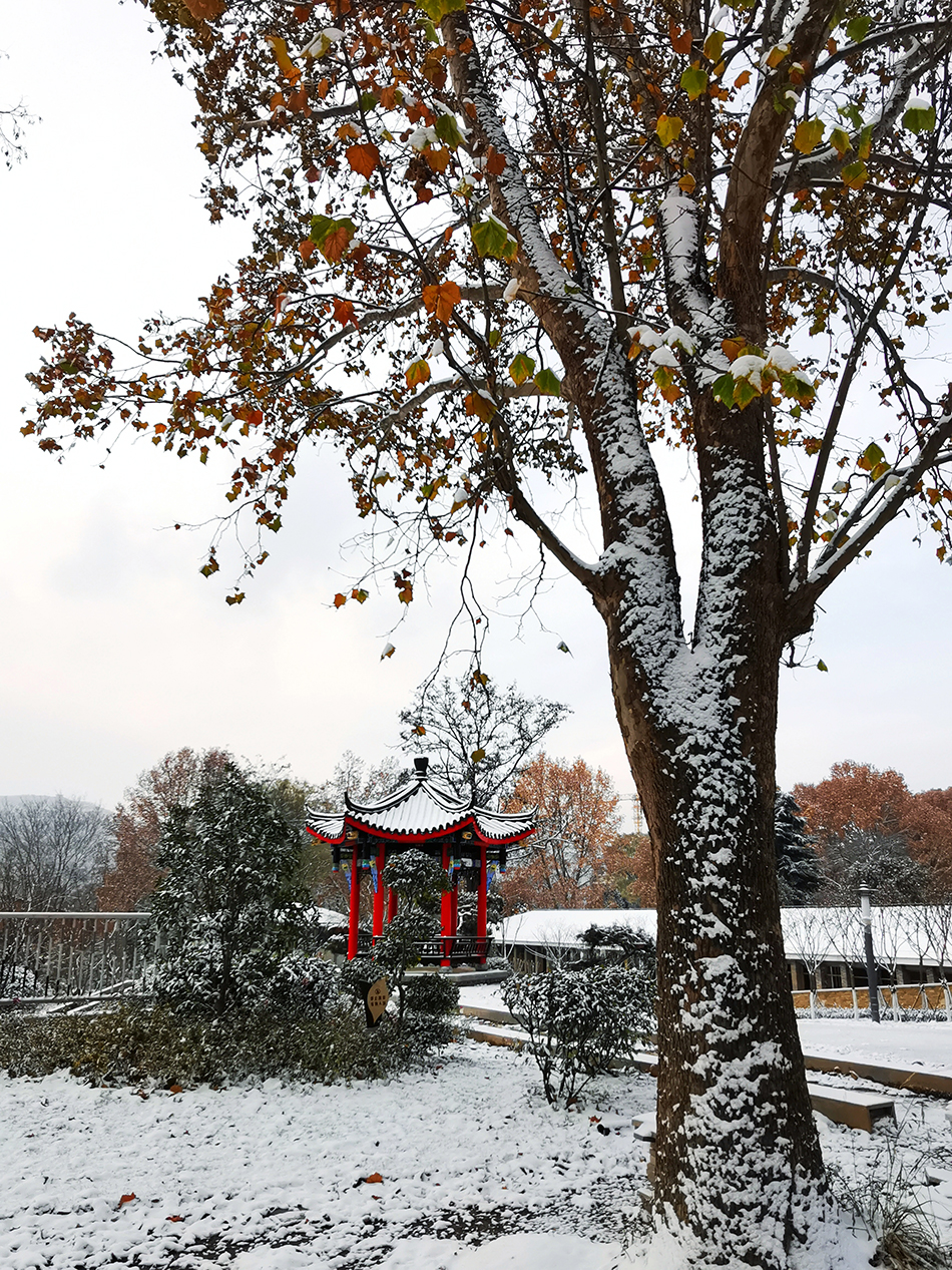 高清大圖|天水弘文園初雪，你喜歡嗎？