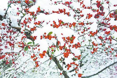 來兩當云屏山看雪