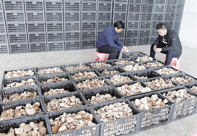 食用菌產業“菇”舞人心——臨夏州東鄉縣那勒寺鎮易地扶貧搬遷后續產業園食用菌種植基地見聞