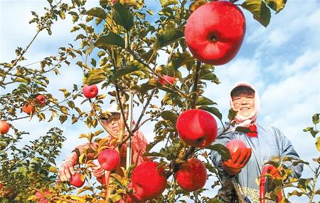 從培育產業到制定標準的飛躍 ——靈臺縣推進蘋果產業轉型升級紀實