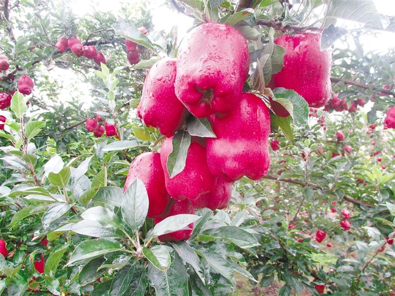 我和我的家鄉丨天水麥積區白家河村：紅果果變身“金果果”