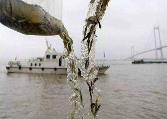 長江流域重點水域“十年禁漁”啟動儀式隴南舉行