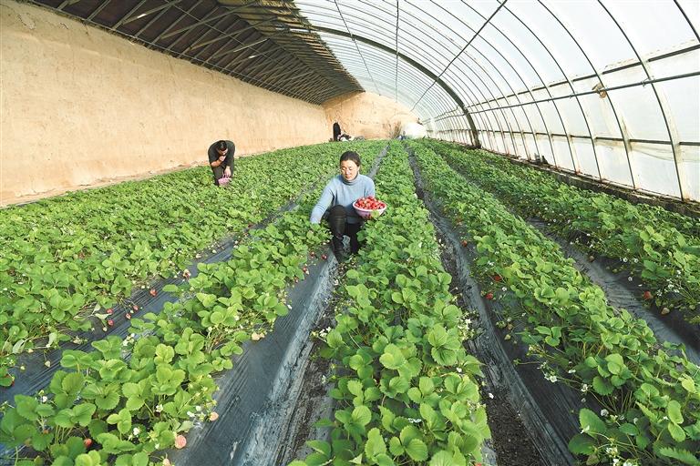 臨夏市折橋鎮大莊村一顆顆鮮嫩多汁的草莓已經成熟