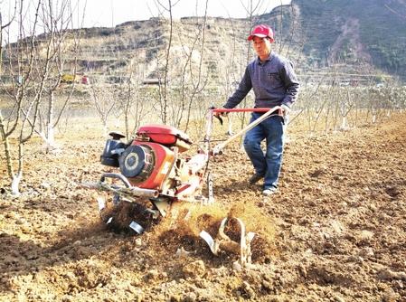 隴南康縣種植花椒總面積11.73萬畝（圖）