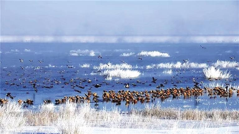 石羊河國家濕地公園冰消雪融 水鳥飛翔