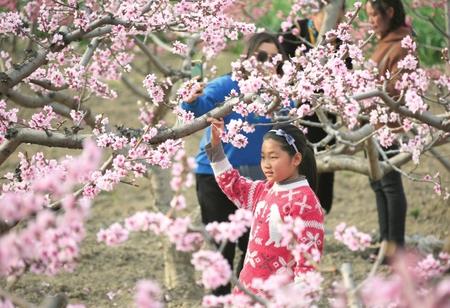 隴南武都區(qū)：桃花盛開春意濃