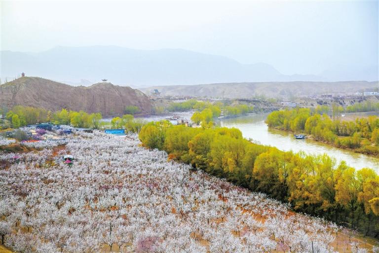 甘肅旅游丨唐汪杏花開 楚楚等君來 在這里賞花看丹霞，美哉！