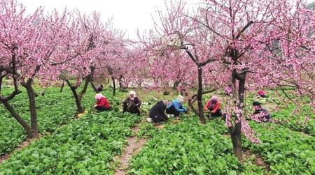 隴南：無限風光在田野