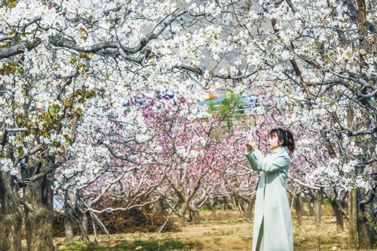 又見梨花漫天什川本周末迎來賞花高峰