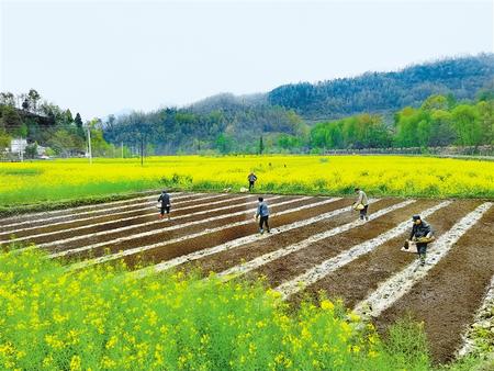 隴南康縣大南峪鎮花廟村村民正在培育水稻秧苗