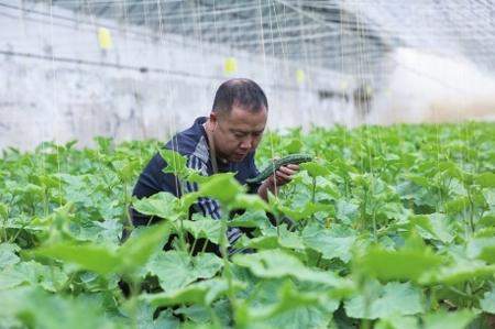 “栽種的是菜苗，收獲的是希望！”——隴南兩當縣豆坪村蔬菜種植見聞