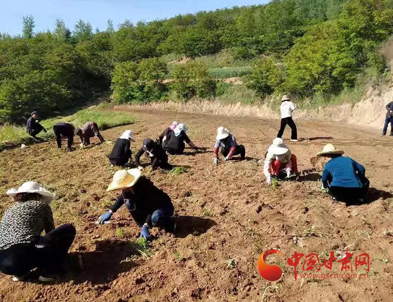 西和縣姜席鎮：移栽萬壽菊 鋪就致富路